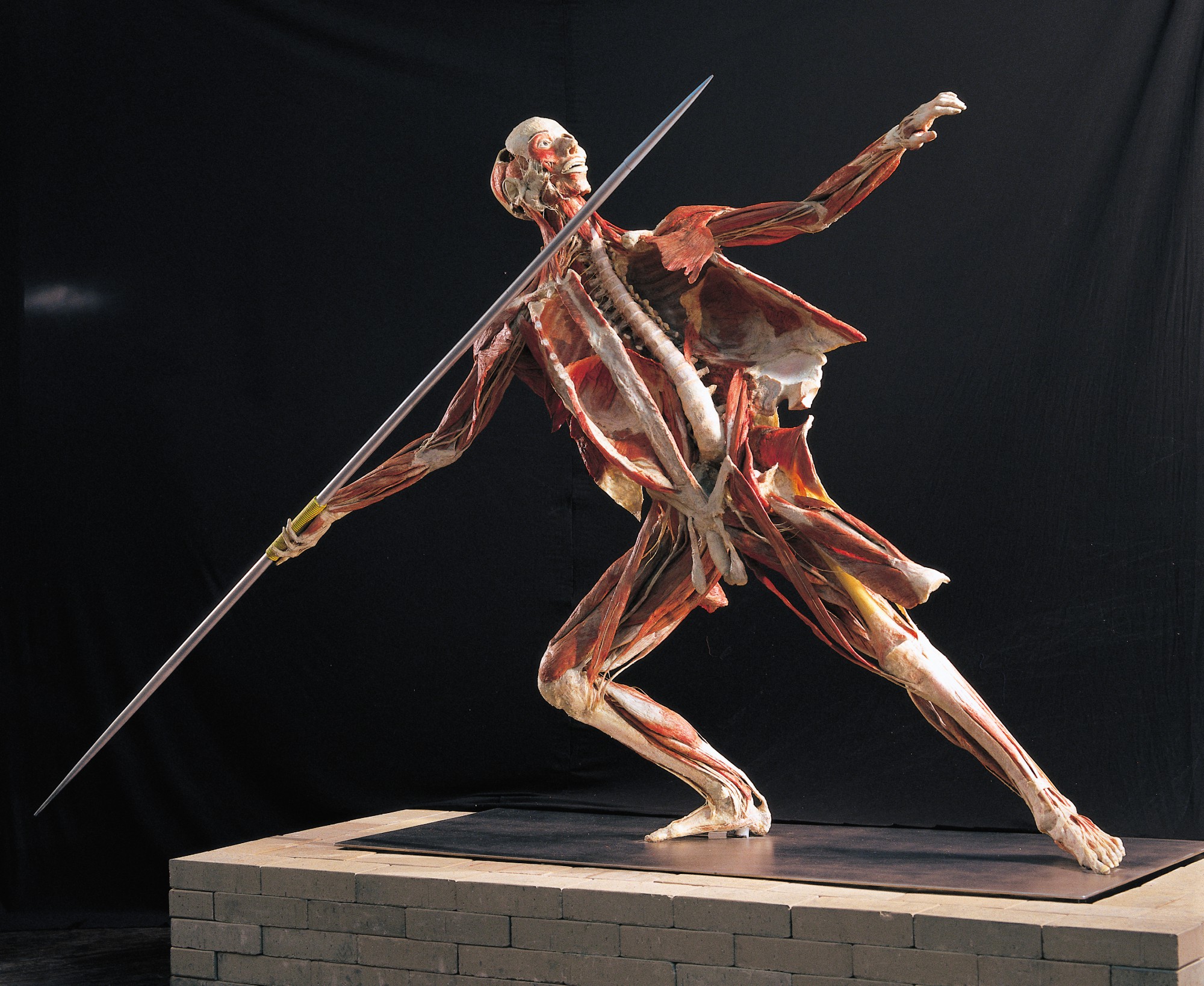to our Body Worlds Greater Birmingham Convention & Visitors